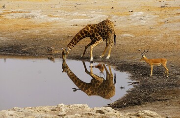 Close-up of adult southern giraffes, also known as two-horned giraffes, drinking at a waterhole in an African national park. Giraffa giraffa. 