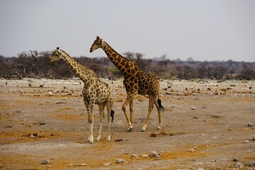 Two adult southern giraffes, also known as two-horned giraffes, photographed in Etosha National Park in Namibia. Giraffa giraffa. 