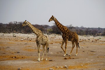 Two adult southern giraffes, also known as two-horned giraffes, photographed in Etosha National Park in Namibia. Giraffa giraffa.  © Thomas
