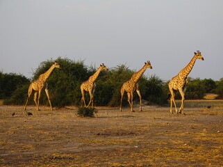 A group of adult southern giraffes, also known as two-horned giraffes, crossing the arid savannah of Chobe National Park in Botswana. Giraffa giraffa.  © Thomas