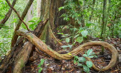 The dense jungle of Danum Valley in Borneo, Malaysia.