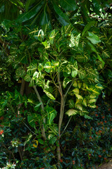 Variegated tropical foliage with strong leaf patterns and dense shrubs; suitable for horticulture layouts, plant references and environmental design.