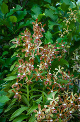 Aranda orchid with detailed petals and vivid pattern. Ideal for botanical projects, floral print design, wellness branding and editorial use. Suitable for nature articles and packaging design.