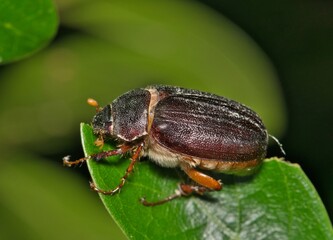 June bug Phyllophaga May beetle insect eating oak leaf garden nature pest control.