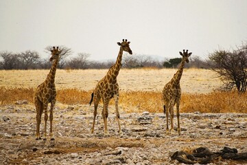 Three adult southern giraffes, also known as two-horned giraffes, approach a waterhole to drink in Etosha National Park in Namibia. Giraffa giraffa.  © Thomas