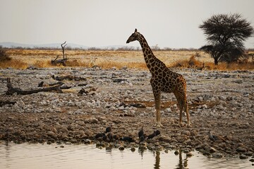 Close-up of a single adult southern giraffe, also known as a two-horned giraffe, roaming the African savannah in the national park. Taken on a safari tour. Giraffa giraffa.  © Thomas
