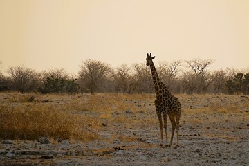Close-up of a single adult southern giraffe, also known as a two-horned giraffe, roaming the African savannah in the national park. Taken on a safari tour. Giraffa giraffa.  © Thomas