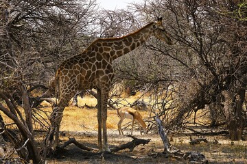 Close-up of a single adult southern giraffe, also known as a two-horned giraffe, roaming the African savannah in the national park. Taken on a safari tour. Giraffa giraffa. 