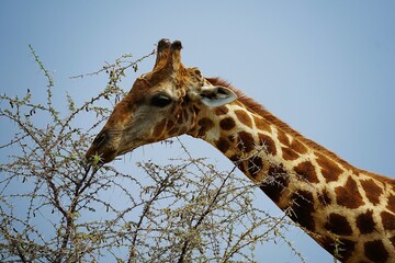 Portrait photograph of the head and neck of an adult southern giraffe, also known as a two-horned giraffe, taken in a national park in the African savannah. Giraffa giraffa.  © Thomas