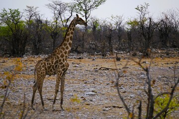 Close-up of a single adult southern giraffe, also known as a two-horned giraffe, roaming the African savannah in the national park. Taken on a safari tour. Giraffa giraffa.  © Thomas