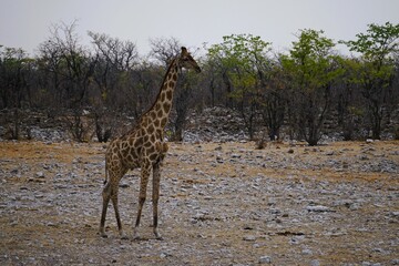 Close-up of a single adult southern giraffe, also known as a two-horned giraffe, roaming the African savannah in the national park. Taken on a safari tour. Giraffa giraffa.  © Thomas