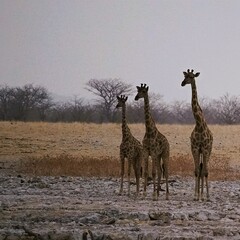 Three adult southern giraffes, also known as two-horned giraffes, approach a waterhole to drink in Etosha National Park in Namibia. Giraffa giraffa. 