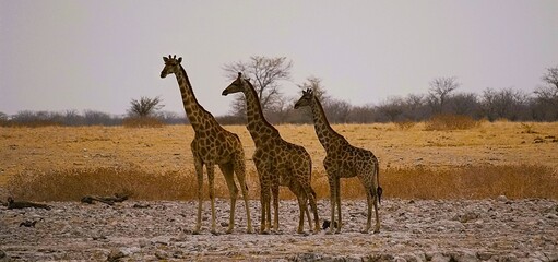 Three adult southern giraffes, also known as two-horned giraffes, approach a waterhole to drink in Etosha National Park in Namibia. Giraffa giraffa.  © Thomas