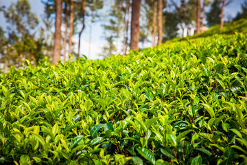 tea plantation landscape in the highlands of Sri Lanka