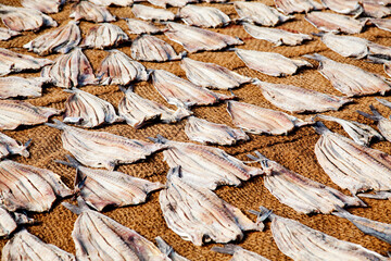 dried fish on the beach