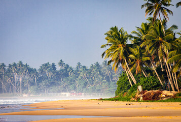 tropical beach awith palm trees Sri Lanka