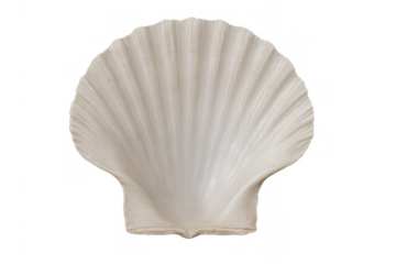 Scallop seashell with natural textures, symbolizing ocean, beach, and marine life, presented on a transparent background