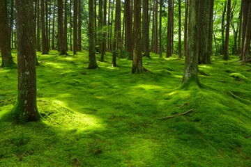 Lush Moss Forest Floor with Tall Trees - Sunlight and Shadows