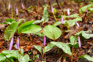 250506津南町見倉かたくりの花