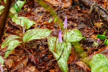 250506津南町見倉かたくりの花