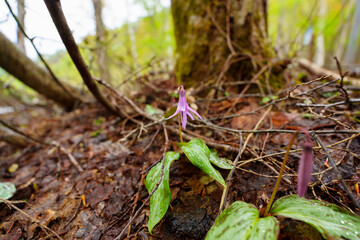 250506津南町見倉かたくりの花