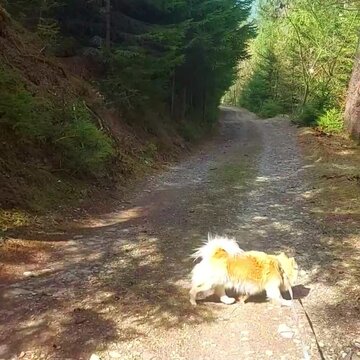 Small fluffy dog leads on leash along rocky conifer forest track
