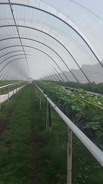 Long arched polytunnel greenhouse with raised strawberry beds