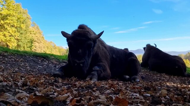 Low angle view of two bison resting on an autumn hillside