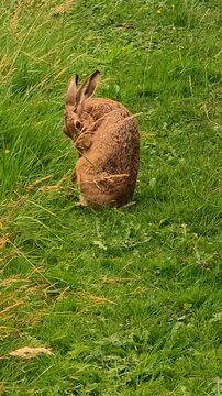 Brown rabbit close up pecking and grooming its fur in tall green grass
