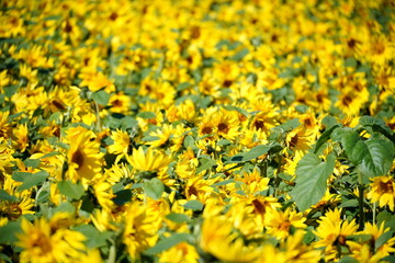 眩しい太陽の光が降り注ぐ中一面に広がる黄色いヒマワリの頭と葉が密集した夏のヒマワリ畑の広大な景観