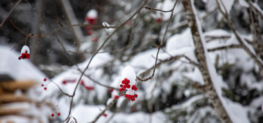 red berries in snow