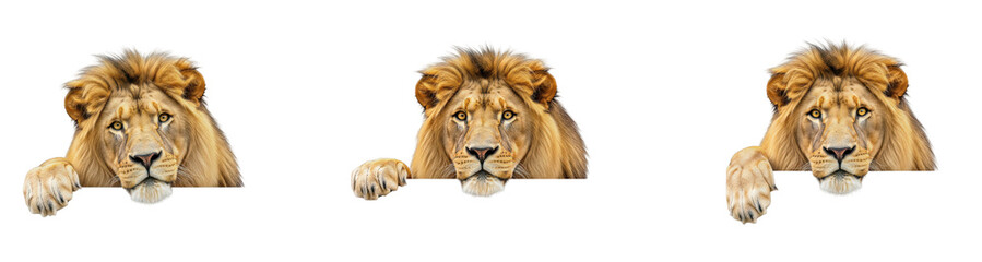 Male Lion Head PNG Collection in Oil Painting Effect – Peeking Over Sign, Isolated on White