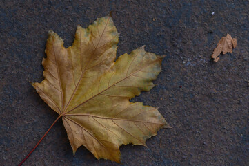 Maple Leaf on Rusty Metal Texture
