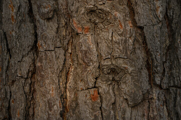 Tree Bark Texture of Pterocarpus Genus