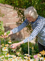 Senior elderly person active lifestyle in garden during summer