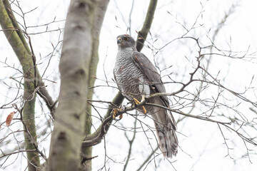 Northern goshawk (Accipiter gentiles)
