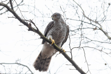 Northern goshawk (Accipiter gentiles)