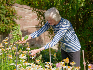 Senior elderly person active lifestyle in garden during summer