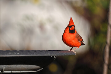 Northern male cardinal red bird perched at birdbath, against blurry background. 