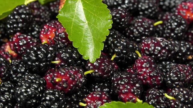 Mulberry berries. Mulberry - fruit tree whose fruits have many beneficial properties. Morus, genus of flowering plants in family Moraceae, consists of 19 species of trees commonly known as mulberries
