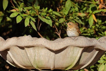 Veery, small light brown and white bird at birdbath. 