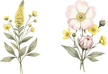 Delicate Watercolour Botanical Illustrations of Spring and Summer Wildflowers