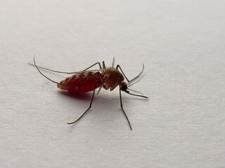 Blood-Filled Mosquito Close-up, Vector of Tropical Diseases and Health Risk
