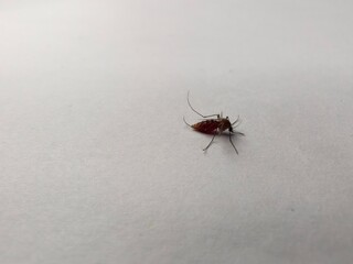 Blood-Filled Mosquito Close-up, Vector of Tropical Diseases and Health Risk