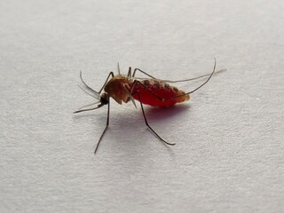 Close-up of a mosquito on a white background. The mosquito's abdomen is engorged with blood