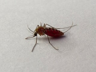 Close-up of a mosquito on a white background. The mosquito's abdomen is engorged with blood