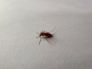 Blood-Filled Mosquito Close-up, Vector of Tropical Diseases and Health Risk