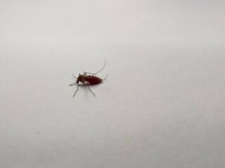 Blood-Filled Mosquito Close-up, Vector of Tropical Diseases and Health Risk