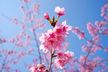 Pink Cherry Blossoms Against Bright Blue Sky - Spring Floral Bloom