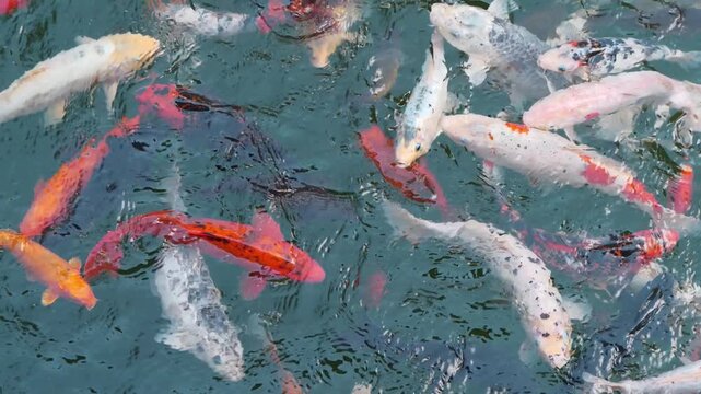 Slow Motion. Motley Koi, fancy carps fish swims in water in a lake